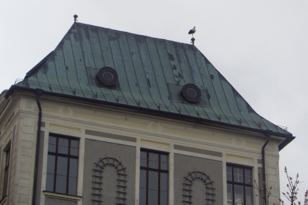 Z facebooku školy: Čerstvá zpráva absolventům: Broumovský gympl navštěvují i čápi.